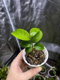 3 Soursop Plant Live Potted Guanabana Tree Live (Annona muricata) by Unknown