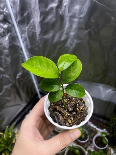 2 Soursop Plant Live Potted Guanabana Tree Live (Annona muricata) - Image 2