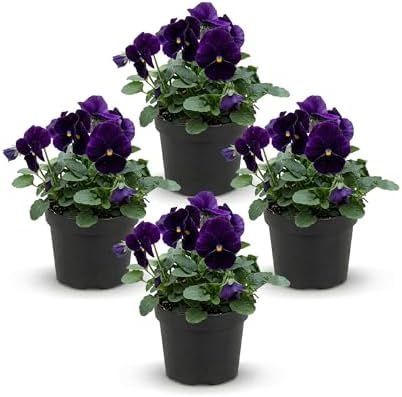 Pansy - Purple (4 Pack), Live Winter Flowering Annual, Beautiful Winter Color, 6" Tall by 4" Wide in 1 Pt Pot by TheThreeCompany