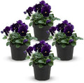 Pansy - Purple (4 Pack), Live Winter Flowering Annual, Beautiful Winter Color, 6" Tall by 4" Wide in 1 Pt Pot by TheThreeCompany