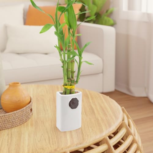 5-Stem Lucky Bamboo, Live Indoor Plant in Contour II Ceramic Planter for Home, Work, or Gift, White ***Cannot Ship to Hawaii*** - Image 6