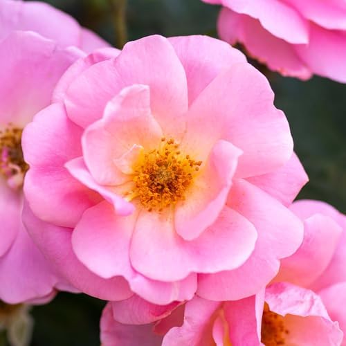 Perfect Plants Peachy Knock Out Rose Bush, 1 Gallon, Live Plant - Image 4
