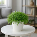 Baby Tears Plant in 2-Inch Pot – Lush, Delicate Groundcover for Indoors or Terrariums by CZGrain