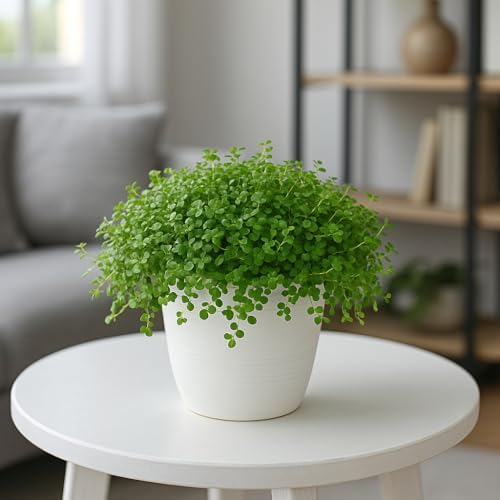 Baby Tears Plant in 2-Inch Pot – Lush, Delicate Groundcover for Indoors or Terrariums by CZGrain
