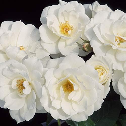 Heirloom Shrub Roses, Live Own Root Plant, Iceberg® - Image 3