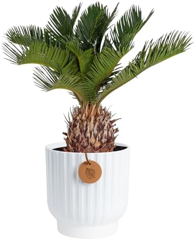 Costa Farms Sago Palm, Live Indoor Plant, Tropical Decor, Air Purifying by Unknown