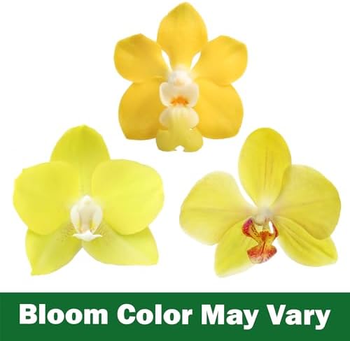 Premium Yellow Live Orchid Plant Blooming in 3.5" Blue & White Orchid Pot, Live Plants, Houseplant Gifts, Approx. 16" Tall, Pet Friendly Houseplants, Phalaenopsis Moth Flower by Plants for Pets - Image 4