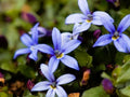 Greenwood Nursery: Live Ground-Cover Plants - Blue Star Creeper + Isotoma Fluviatilis - [Qty: 1x Pint Pot] - (Click for Other Available Plants/Quantities) by GreenwoodNursery