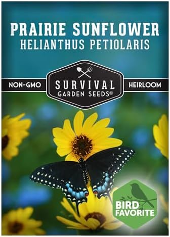 Native Prairie Sunflower Seeds (Helianthus petiolaris) - 1 Pack by SurvivalGardenSeeds