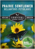 Native Prairie Sunflower Seeds (Helianthus petiolaris) - 1 Pack by SurvivalGardenSeeds