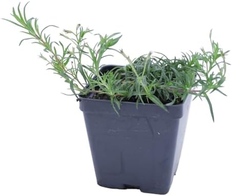 Greenwood Nursery: Live Ground-Cover Plants - Pink Creeping/Moss Phlox + Subulata - [Qty: 3X Pint Pots] - (Click for Other Available Plants/Quantities) - Image 3
