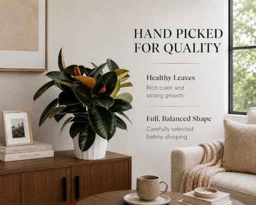 Rubber Tree Live House Plant - Large Indoor Air Purifier Plant - Dark Shiny Petals - Indoor Plants Live Houseplants for Room Decor - Elegant Ficus Burgundy Live House Plants - Image 4