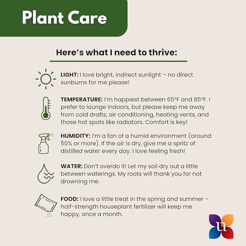 ZZ Plant 2-Pack Raven Black ZZ & Classic Green ZZ Live Indoor Plants United Nursery in 4-Inch Decorative Pots Rare Dark Foliage Houseplants for Home and Office Decor - Image 6