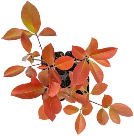 4 Red Tip Photinia, Live Plants in 3.5" Cubes (Photinia × fraseri) - Image 4