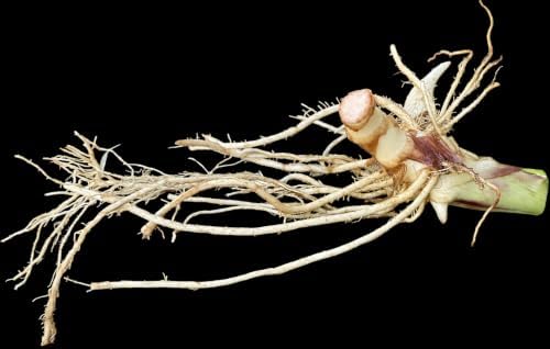 Yellow and Orange Canna Lily Rhizomes/Bulbs, Yellow King Humbert (12) - Image 4