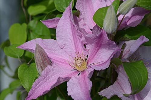 Raymond Evison Clematis - Clematis Sally (Clematis) Perennial, pink flowers, 8`` - Size Container by GreenPromiseFarms