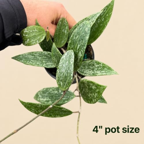 Hoya Latifolia Rangsan Splash Live Plant | Hoya Cuttings Starter Plants - Image 3