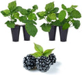 BlackBerry Plant Kiowa (4 Pack) | Live Fruit Plant for Planting | Extra-Large, Juicy & Sweet Berries | Thorny & High-Yielding Variety | Perfect for Fresh Eating, Jams & Organic Gardening by FamPlants