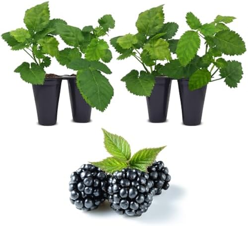 BlackBerry Plant Kiowa (4 Pack) | Live Fruit Plant for Planting | Extra-Large, Juicy & Sweet Berries | Thorny & High-Yielding Variety | Perfect for Fresh Eating, Jams & Organic Gardening by FamPlants