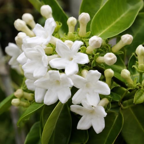Bridal Wreath Jasmine Plant Live | 4-8 Inch Tall | Live Jasmine Plant | Jasmin Plant for Indoor | Easy Care Flowering Plant for Home & Office Decor - Image 4
