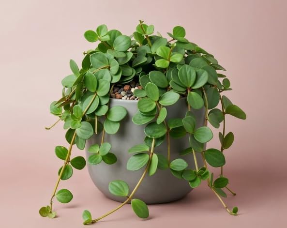 Variety of Peperomia Live Plant for Houseplant Tropical Shurb 4" Pot (Peperomia Hope Plant) - Image 7