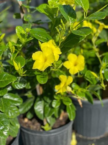Yellow Mandevilla Live Plants (5-9") - Pack of 2 (Two) - Rare Golden Rocktrumpet Vine - Heat Tolerant - Fast Growing Tropical Patio Climber - Hummingbird Magnet for Outdoor Containers - Image 5
