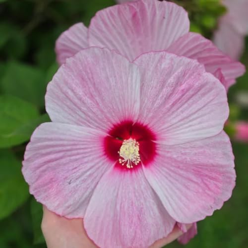 Bicolor Hibiscus Flower Live Plant, Large Bloom Shrub, 5-8'' Tall - Image 2