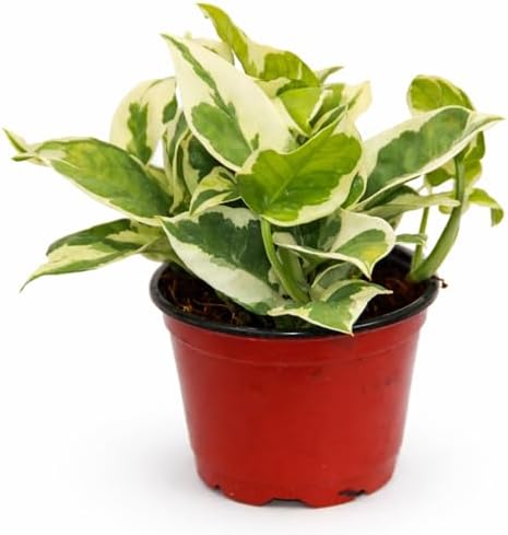 Pothos N'Joy Live Plant, 4 Inch Variegated Indoor Houseplant by NYCitySucculents