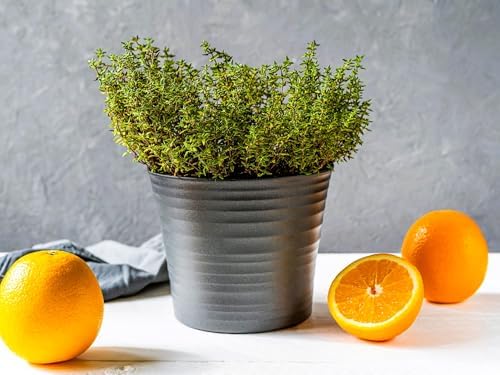 Greenwood Nursery: Live Ground-Cover Plants - Spicy Orange Thyme + Thymus x Citriodorus - [Qty: 3X Pint Pots] - (Click for Other Available Plants/Quantities) - Image 2