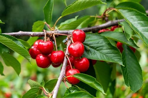 Sweetheart Cherry Tree - 1 Plant - Edible Grafted Fruit Tree - Image 7
