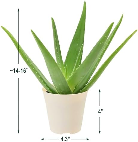 Arcadia Garden Products Live Aloe Vera Succulent Easy Indoor Houseplant in Plastic Pot, Air Purifying Ornamental Plant Gift for Home and Garden Decor, 4 Inch - Image 4