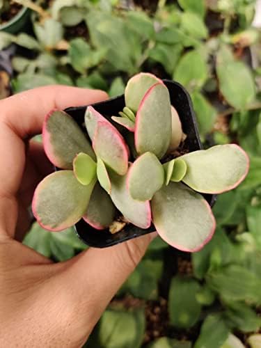 Live Succulent Cactus Plants from USKC (2" Pot) (Crassula Platyphylla Variegated) - Image 3