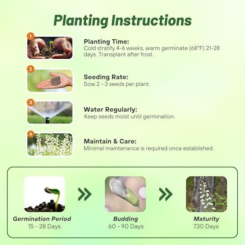 Outsidepride White Wild Indigo Seeds for Planting - 100 Pcs Perennial Flowers with Tall Growth Habit, Cold Tolerant, Nitrogen-Fixing Legume Plants, for Cooler Climates, & Pollinator Gardens - Image 4
