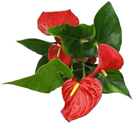 4" Red Anthurium Live Plant Decor, Live House Plants, Anthuriums Live Plants Indoor Plants Live Houseplants, Real Plants Indoor Live Plants, Easy Plant Lover Gifts for Plant Lovers by Plants for Pets - Image 4