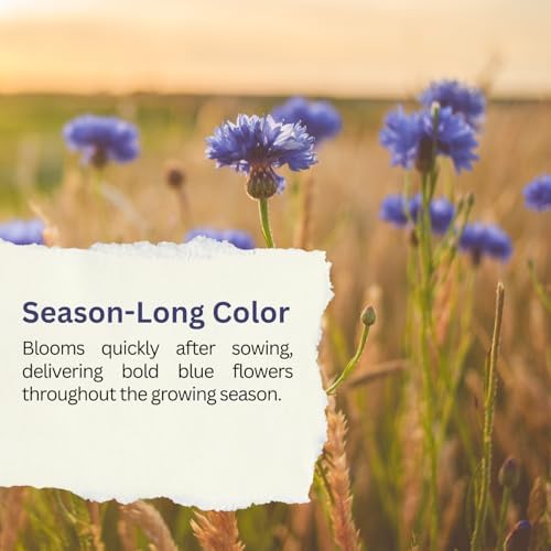 Bachelor Button Seeds – Blue Cornflower – 5,500+ Seeds – 1 oz Bulk Extra Large Resealable Packet – Open-Pollinated Centaurea cyanus Wildflower Seeds - Image 7