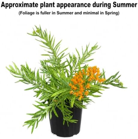 Orange Butterfly Weed - 6-12" Tall Live Plant - Gallon Pot - Image 2