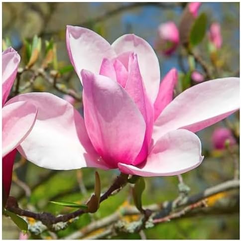 Jane Magnolia Tree Live Plant – Magnolia grandiflora ‘Jane’, Fragrant Magnolia Flowers, Fast Growing Ornamental Magnolia Plant, 2–3 ft Live Magnolia Tree for Garden, Zones 5–9, Easy Care - Image 4