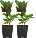 Purple Honeysuckle Plant Live, Fragrant Lonicera Japonica, 2in Pot, 2-Pack by MyShelfie