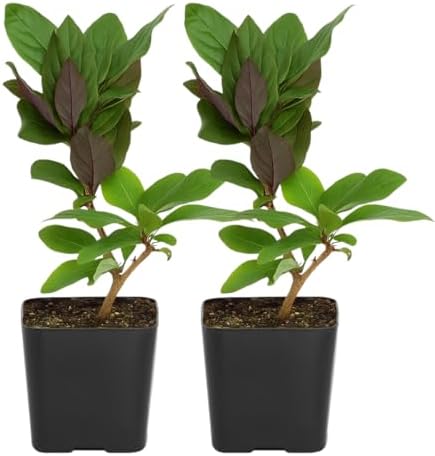 Purple Honeysuckle Plant Live, Fragrant Lonicera Japonica, 2in Pot, 2-Pack by MyShelfie