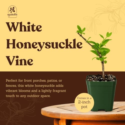 Honeysuckle Plant Live, White Fragrant Japanese Climbing, 2in Pot, 3-Pack - Image 5