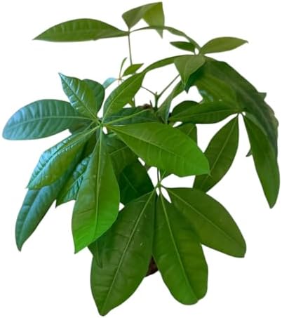 Money Tree Live Plant | 14-22 Inches Tall Bonsai | Easy to Grow Indoor Houseplant | Home, Office, or Room Decor | Birthday, Housewarming Gift (White) - Image 3