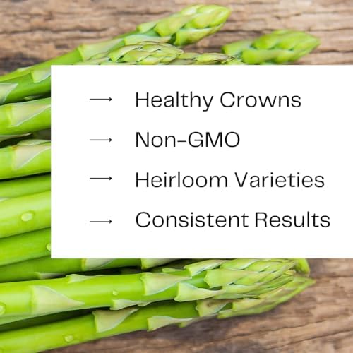 Millennium Asparagus Crowns 12 Pack | 2 Year Bare Root Live Plants | High Yield Cold Hardy Perennial Vegetable Roots | Premium Green Asparagus Garden Starter Crowns - Image 5