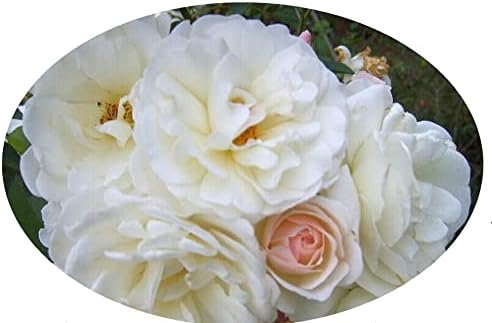 Prom Queen Climbing Rose - Antique Heirloom Rosa Hybrid - Live Plant - Perpetual Fragrant Double White Pink Flower - Emerald's - Starter Size - 4 Inch Pot - Image 6