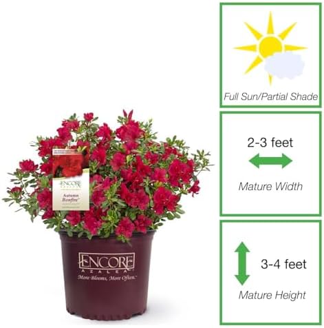 Perfect Plants Autumn Bonfire Encore Azalea, 1 Gallon, Live Plant - Image 3