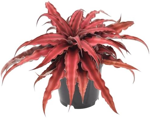 Cryptanthus Super Red Earth Star Live Indoor Plant in 4 in. Plastic Grower Pot **8*Cannot Ship to California and Hawaii** - Image 2