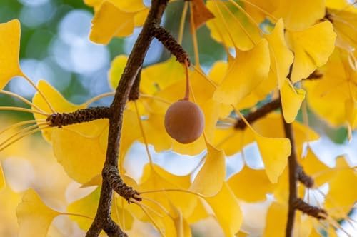 10 Ginkgo Biloba Tree Seeds for Planting, Maidenhair Tree Seeds, Heirloom Non-GMO Outdoor Garden Seeds, Easy to Grow, Full Sun to Partial Shade by Unknown