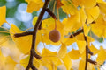 10 Ginkgo Biloba Tree Seeds for Planting, Maidenhair Tree Seeds, Heirloom Non-GMO Outdoor Garden Seeds, Easy to Grow, Full Sun to Partial Shade by Unknown
