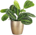 Live Lemon Lime Prayer Plant, Pet Friendly, Easy to Grow, 4" Pot by ThorsensGreenhouse