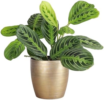 Live Lemon Lime Prayer Plant, Pet Friendly, Easy to Grow, 4" Pot by ThorsensGreenhouse