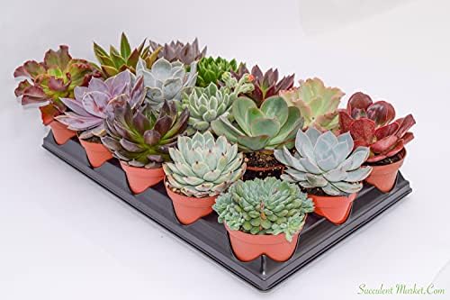 Live Echeveria Succulent Plants (15 Pack) – Assorted 4-Inch – Fully Rooted Echeveria Succulents – Live Rosette Succulent Set - Image 2